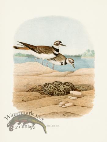 Thomas Gentry Bird 43